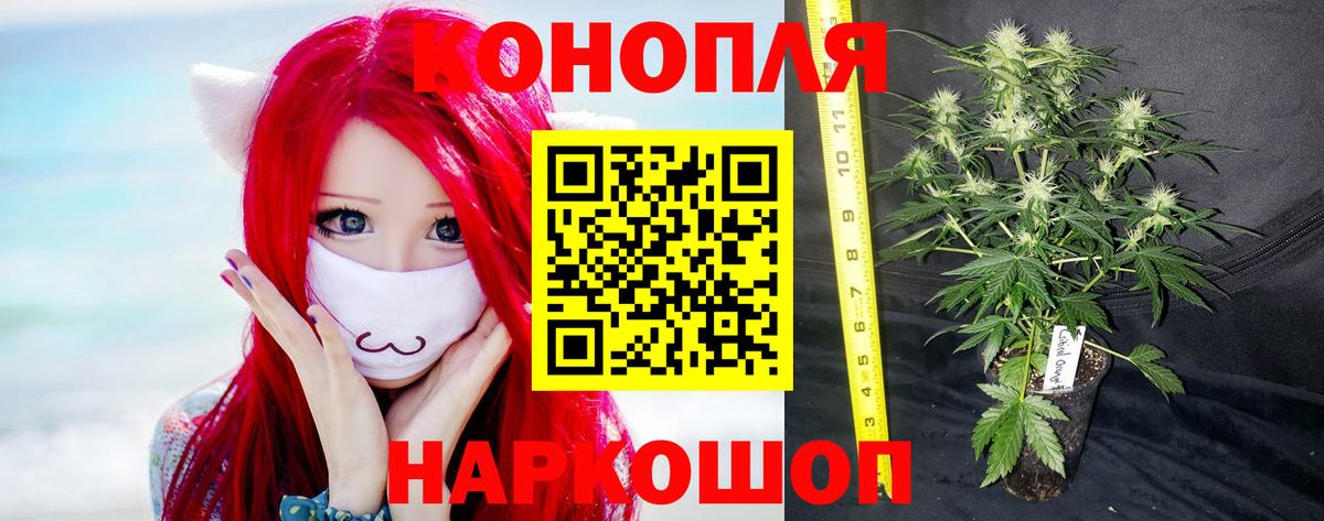 Бошки Шишки White Widow Удомля